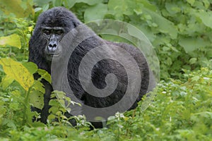Male mountain gorilla known as Silverback in Bwindi, Uganda, Africa photo