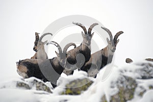 Male mountain Gredos in winter photo