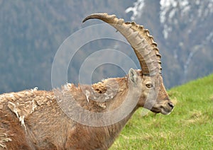 Male Mountain Ibex photo