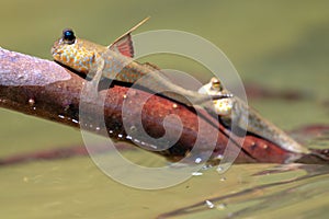 Male mudskipper on a branch