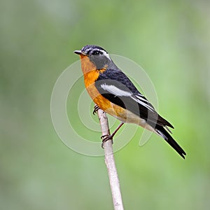 Male Mugimaki Flyactcher