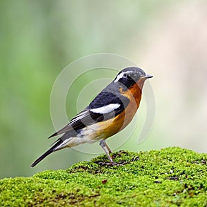 Male Mugimaki Flyactcher