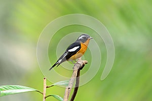Male mugimaki flycatcher