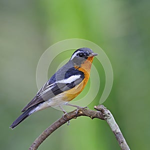 Male Mugimaki Flycatcher