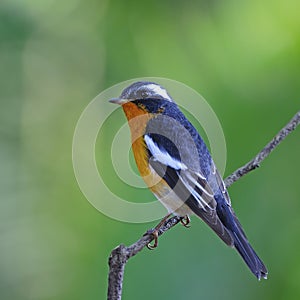 Male Mugimaki Flycatcher