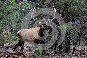 Male mule deer, large antlers, looking at camera. Forest in background.