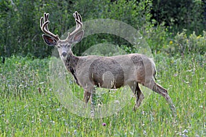 Male mule deer with large velvet antlers