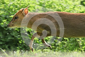 A male Muntjac Deer Muntiacus reesvei running at a very fast speed with its front legs in the air.