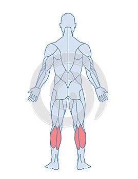 Male muscle anatomy concept