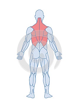 Male muscle anatomy concept