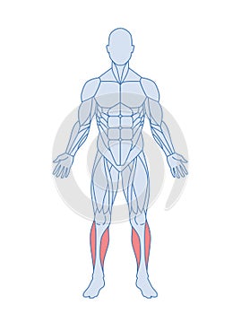 Male muscle anatomy concept