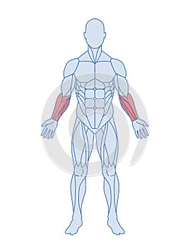 Male muscle anatomy concept