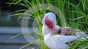 A male of Muscovy duck cleans feathers in the thicket of a pond.