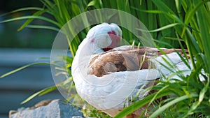 A male of muscovy duck cleans feathers in the thicket of a pond.