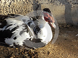 Male Muscovy Duck Close Up