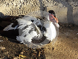 Male Muscovy Duck Close Up