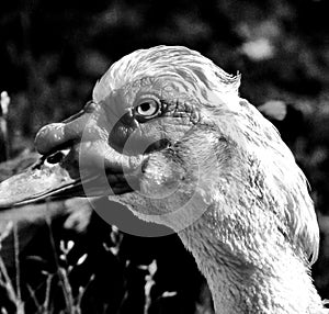 Male Muscovy duck close up portrait with grainy background.