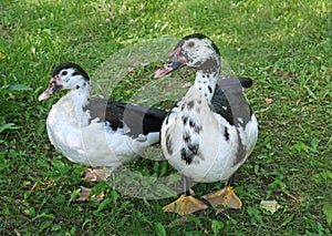 male Muscovy duck with its smaller female mate