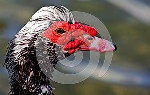 Male Muscovy Duck