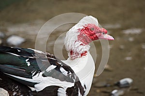 Male Muscovy duck in a river