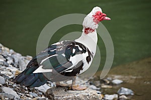 Male Muscovy duck in a river