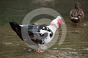 Male Muscovy duck in a river