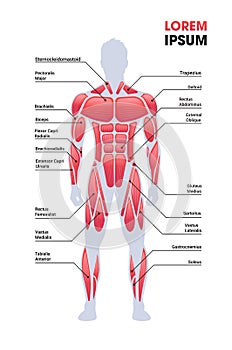 male muscular system board human body structure muscle map full length vertical copy space