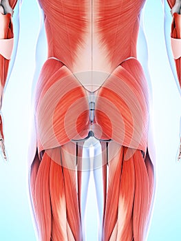 The male musculature