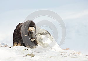 Male musk ox standing in the mountains of Dovrefjell in winter