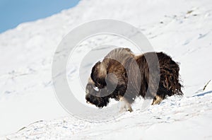 Male musk ox standing in snow in the mountains of Dovrefjell