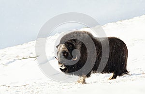 Male Musk Ox standing in snowy Dovrefjell mountains
