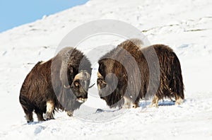 Male musk oxen fighting in the mountains in winter