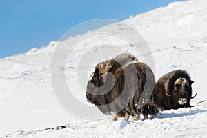 Two male musk ox in winter