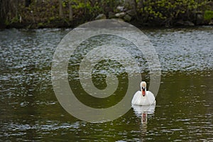Male Mute Swan Looking at Reflection on Pond