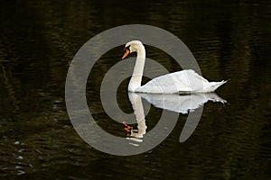 A male mute swan swimming in a dark lake