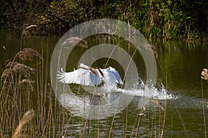 Male Mute swan taking off