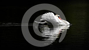 Male Mute Swan in Threat Posture on Dark Water