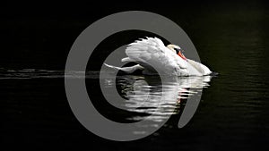 Male Mute Swan in Threat Posture on Dark Water photo