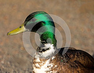 Male Mutt Duck Closeup Portrait