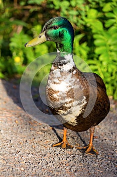 Male Mutt Duck Portrait