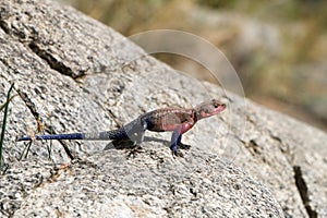 Male Mwanza flat-headed rock agama