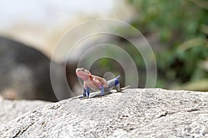 Male Mwanza flat-headed rock agama