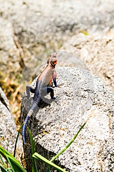 Male Mwanza flat-headed rock agama photo