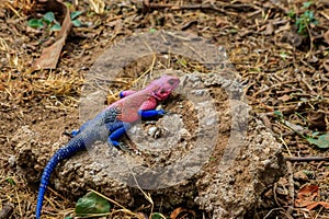 Male mwanza flat-headed rock agama (Agama mwanzae) or Spider-Man agama on a stone in Serengeti National Park, Tanzania