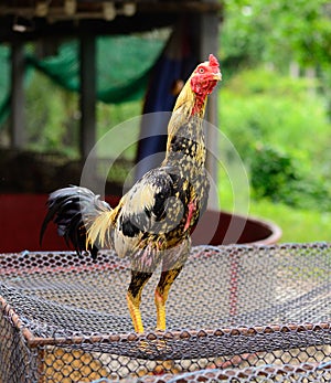 Male Myanma fighting