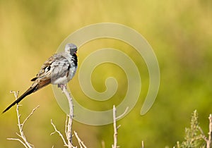 A male Namaqua dove