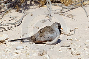 Male Namaqua Dove sat on desert sand
