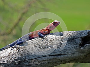 Male Namib rock agama, a species of agamid lizard in Serengeti National Park, Tanzania