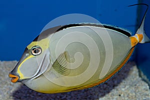 Male Naso Tang