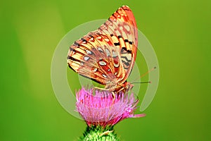 Male nectaring Great Spangled Fritillary (Speyeria cybele leto)